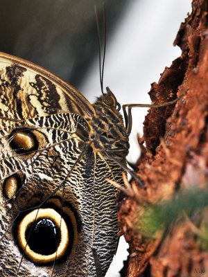 Papillons 2019