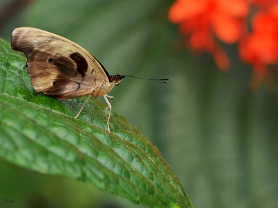 Papillons en Liberte Butterflies Mariposas