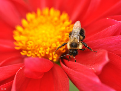 Macro
