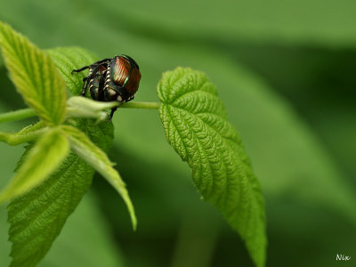 Macrophotographie