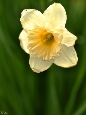 Fleur