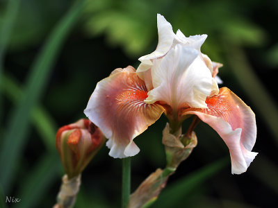 Fleur