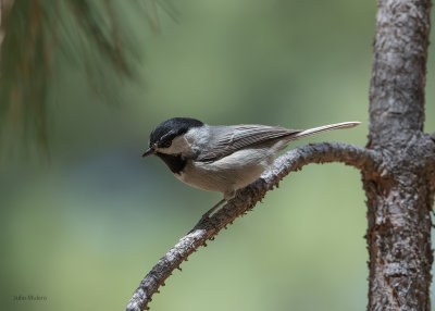 Mexican Chickadee