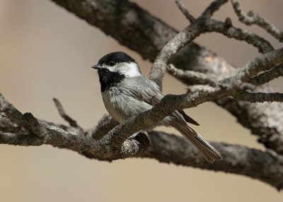 Chickadees, Titmice, Bushtit and Nuthatches