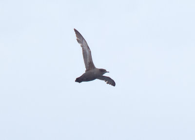 Aleutian Birds