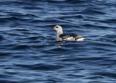 Black Guillemot