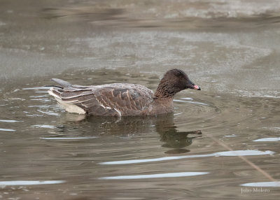 Pink-footed Goose