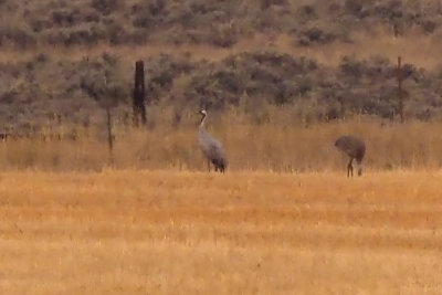 Common Crane