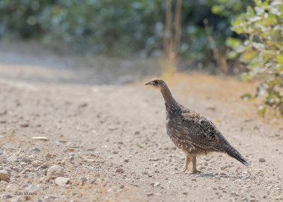 Upland Game Birds