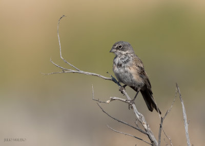 Sagebrush Sparrow