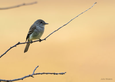 Willow Flycatcher