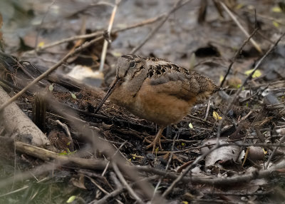 Sandpipers, Phalaropes, and Allies (Scolopacidae)