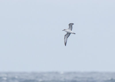 Shearwaters and Petrels