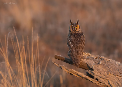 Long-eared Owl