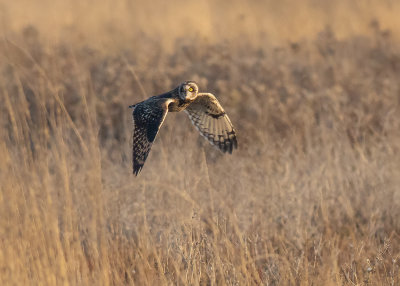 Short-eared Owl