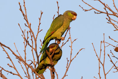 Lilac crowned Parrot