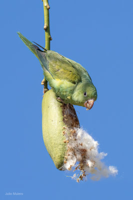 Yellow-chevroned Parakeet