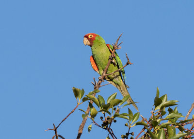 Red Masked Parakeet