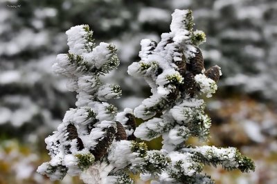 Early winter snow coating trees