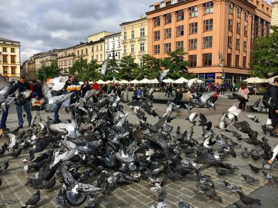 Krakows pigeons