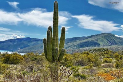 Saguaro cactus-state symbol