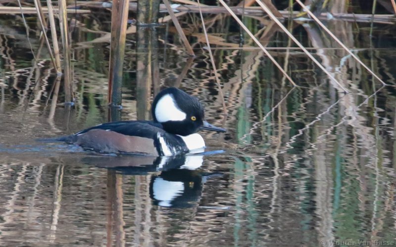 Lophodytes cucullatus - Hooded Merganser