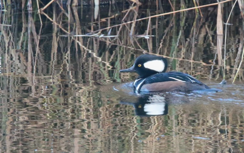 Lophodytes cucullatus - Hooded Merganser