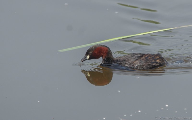 Tachybaptus ruficollis ruficollis - Little Grebe