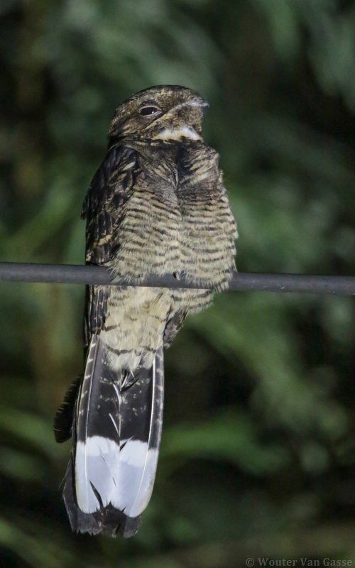Caprimulgus macrurus bimaculatus - Large-tailed Nightjar