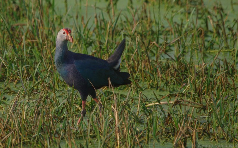 Porphyrio poliocephalus poliocephalus - Gray-headed Swamphen