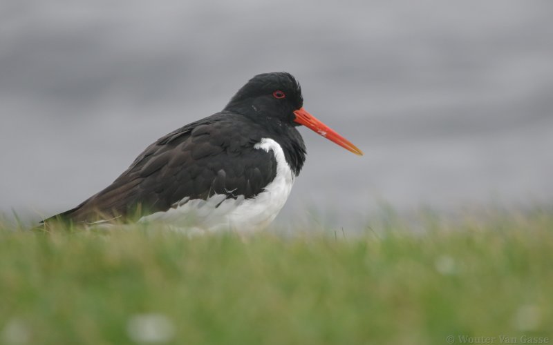 Haematopus ostralegus ostralegus - Eurasian Oystercatcher