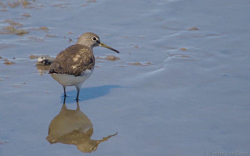 Tringa ochropus - Green Sandpiper