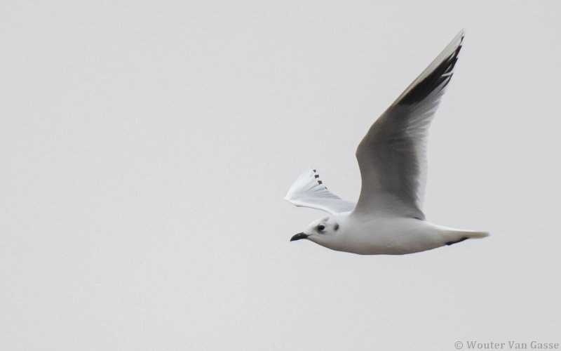 Saundersilarus saundersi - Saunderss Gull