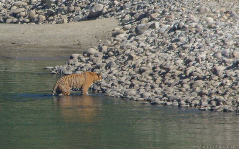 Panthera tigris tigris - Bengal Tiger