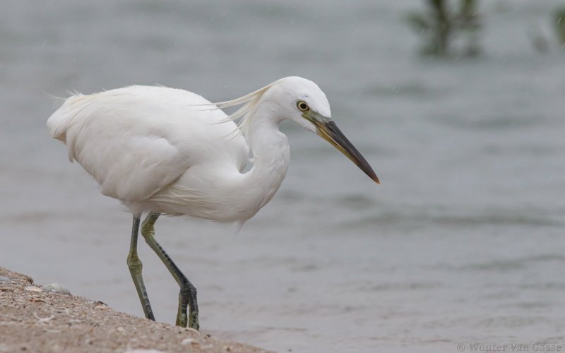 Egretta eulophotes - Chinese Egret