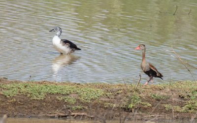 Dendrocygna autumnalis autumnalis - Black-bellied Whistling-Duck