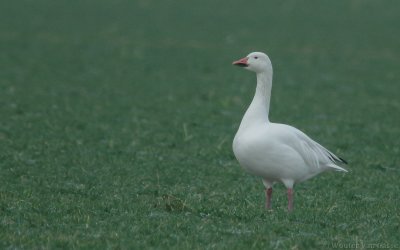 Anser caerulescens atlanticus - Snow Goose