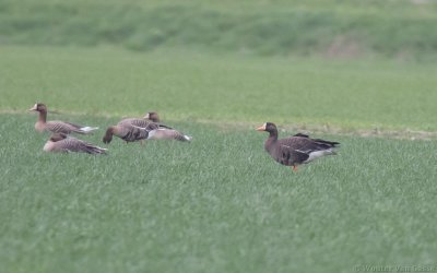 Anser albifrons flavirostris - Greenland Greater White-fronted Goose