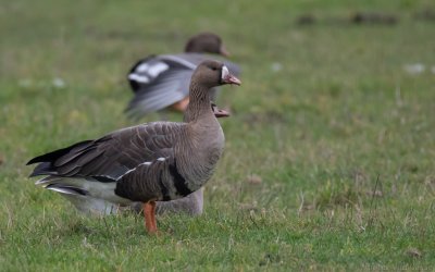 Anser albifrons albifrons - Greater White-fronted Goose