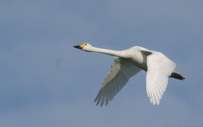 Cygnus columbianus bewickii - Bewick's Swan