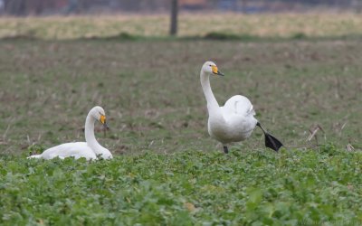 Cygnus cygnus - Whooper Swan