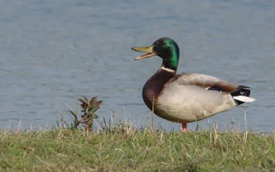 Anas platyrhynchos platyrhynchos - Mallard