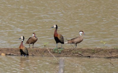 Anas bahamensis bahamensis - White-cheeked Pintail