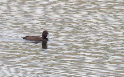 Netta erythrophthalma erythrophthalma - Southern Pochard