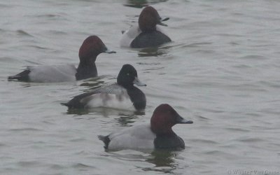 Aythya affinis - Lesser Scaup