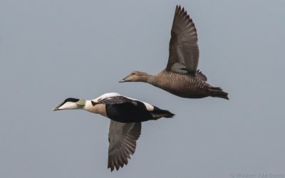 Somateria mollissima mollissima - Common Eider