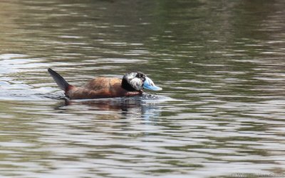 Oxyura leucocephala - White-headed Duck