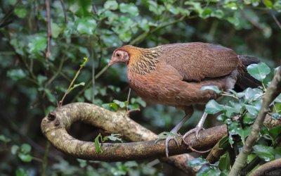 Gallus gallus spadiceus - Red Junglefowl