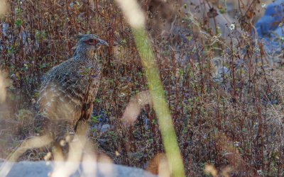 Catreus wallichii - Cheer Pheasant