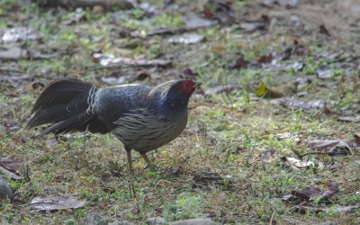 Lophura leucomelanos hamiltonii - Kalij Pheasant